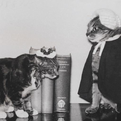 Two cats dressed in costumes