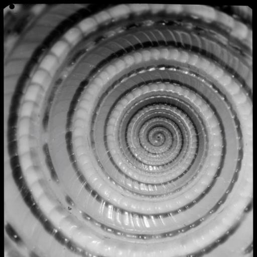 Spiral seashell