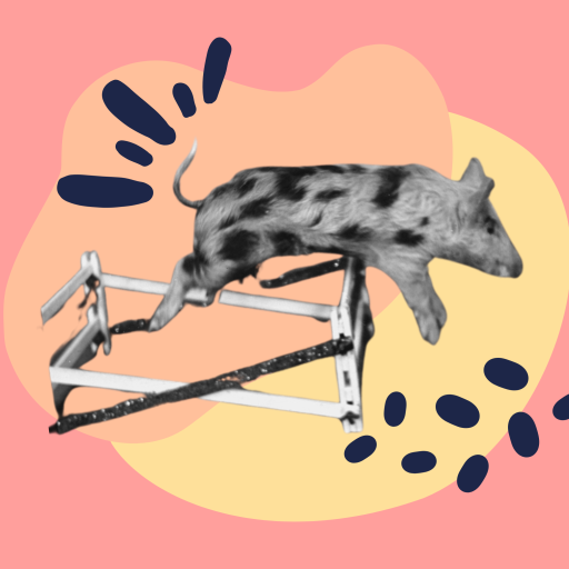 A jumping pig on a colourful background