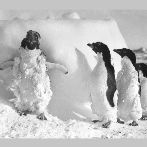 Penguins standing in the snow