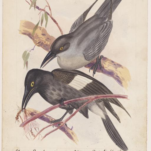 Two birds on a branch
