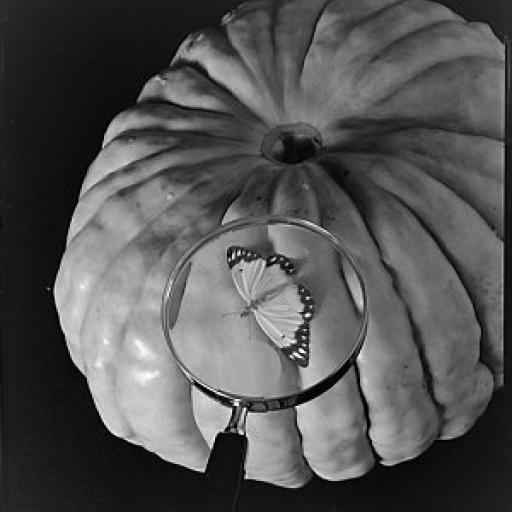 A butterfly resting on a pumpkin