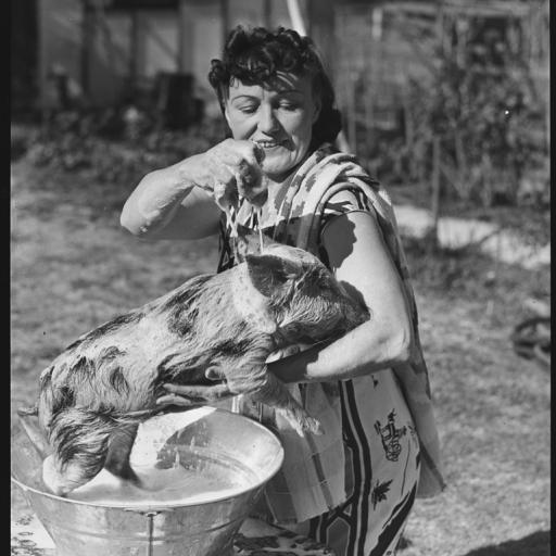A woman washing a pig in a bucket
