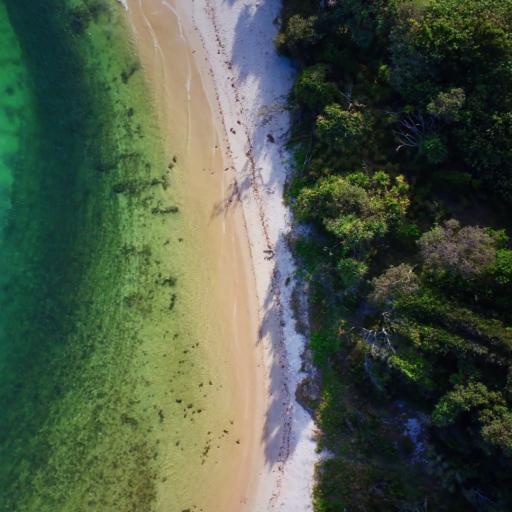 Aerial view of the ocean and trees
